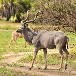 Burigi-Chato, Ibanda-Kyerwa, and Rumanyika-Karagwe National Parks