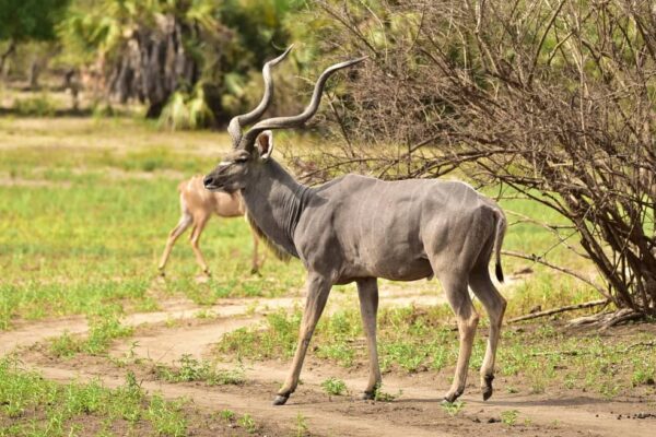 Burigi-Chato, Ibanda-Kyerwa, and Rumanyika-Karagwe National Parks