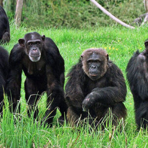 Gombe Stream National Park