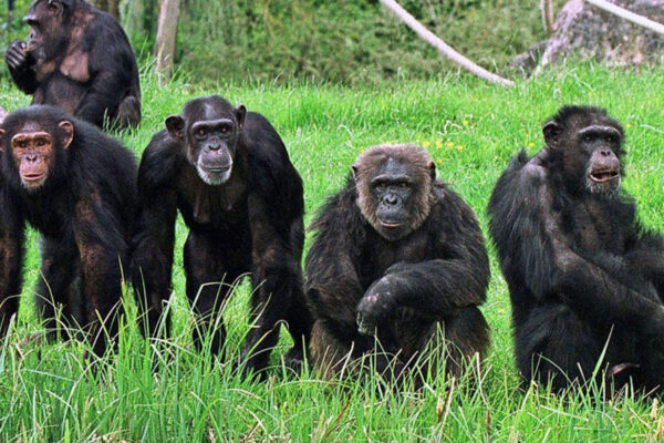 Gombe Stream National Park