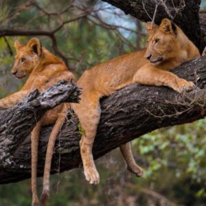 Lake Manyara National Park