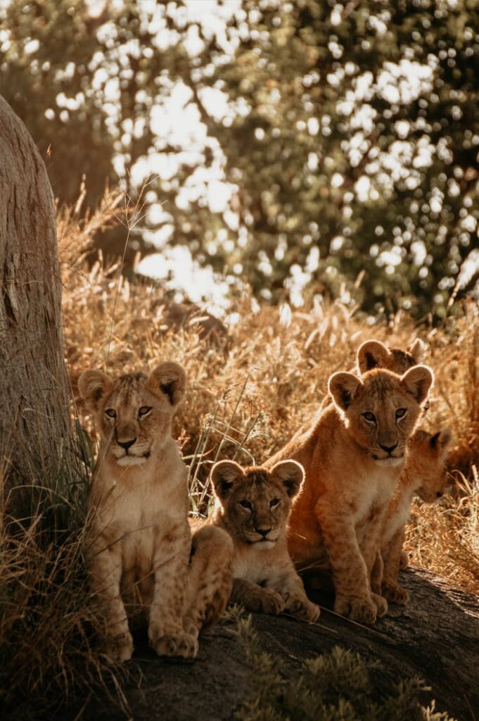 Adorable young lion cubs resting in the sunlit African savannah.