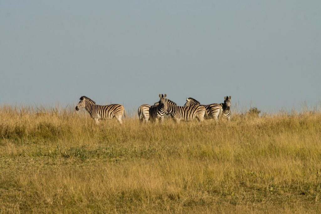 A group of zebras stands in the grassy savanna under a clear blue sky, showcasing their distinctive stripes.
