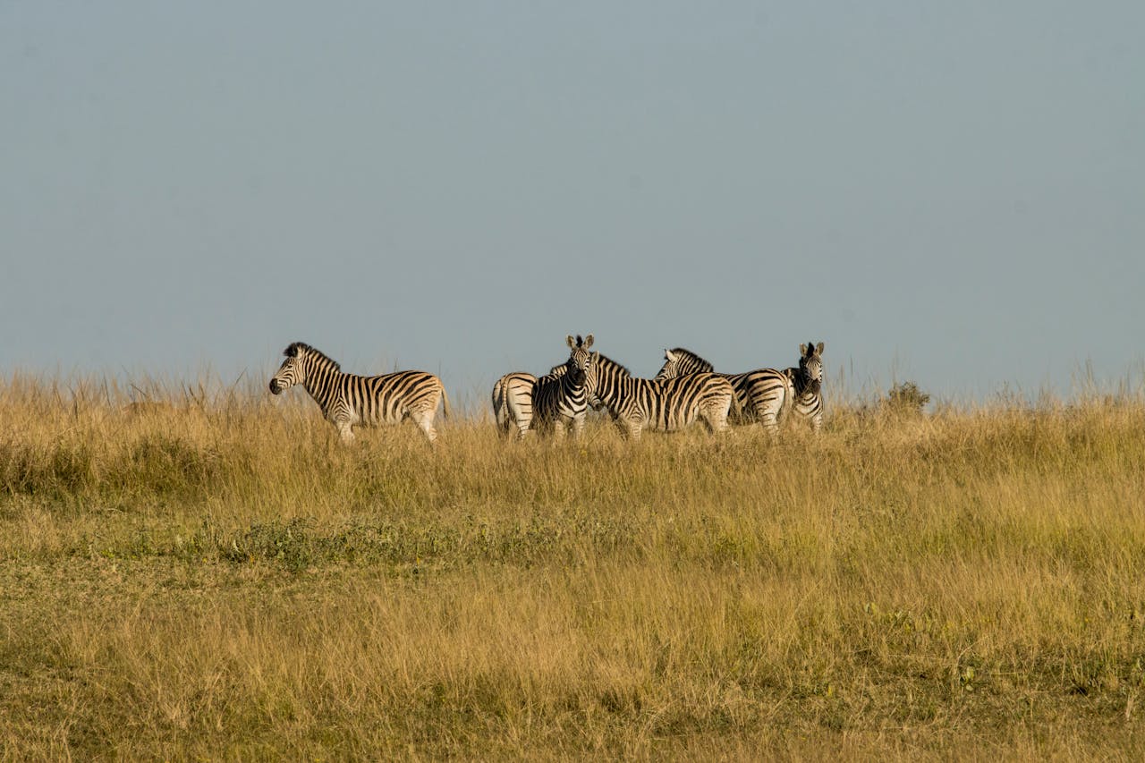 A group of zebras stands in the grassy savanna under a clear blue sky, showcasing their distinctive stripes.