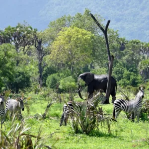 Selous Game Reserve (Nyerere National Park)