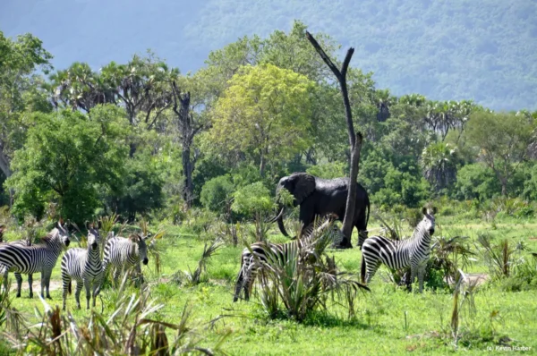 Selous Game Reserve (Nyerere National Park)