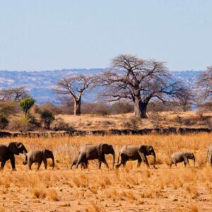 Tarangire National Park
